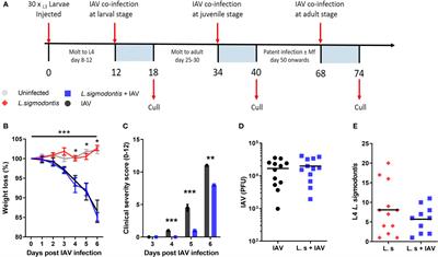 Concurrent Infection With the Filarial Helminth Litomosoides sigmodontis Attenuates or Worsens Influenza A Virus Pathogenesis in a Stage-Dependent Manner